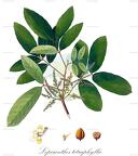 Lepisanthes tetraphylla