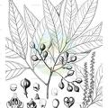 Mischocarpus sundaicus