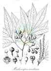 Mischocarpus sundaicus