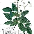 Thinouia scandens