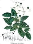 Thinouia scandens