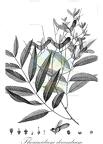 Thouinidium decandrum