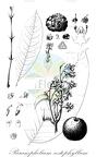 Paranephelium xestophyllum