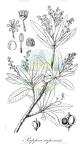 Pappea capensis