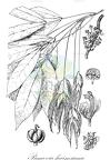 Pancovia harmsiana