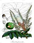 Pometia pinnata