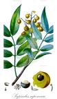 Sapindus saponaria