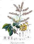 Serjania paniculata