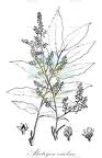 Alectryon excelsus