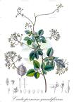 Cardiospermum grandiflorum