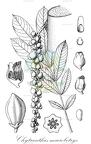 Chytranthus macrobotrys