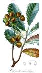 Cupania americana