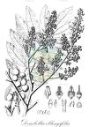 Deinbollia oblongifolia