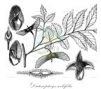 Diatenopteryx sorbifolia