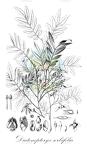 Diatenopteryx sorbifolia