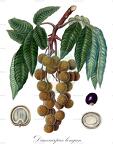 Dimocarpus longan