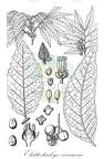 Elattostachys verrucosa