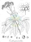Exothea paniculata