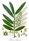 Filicium decipiens