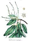 Glenniea unijuga