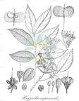 Harpullia cupanioides