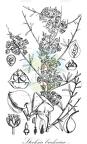 Stocksia brahuica