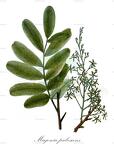 Magonia pubescens