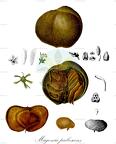 Magonia pubescens