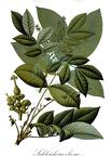 Schleichera oleosa