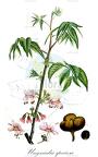 Ungnadia speciosa