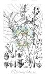 Pseudima frutescens