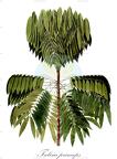 Talisia princeps