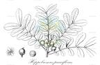 Hippobromus pauciflorus