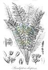 Pseudopteris decipiens