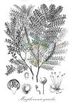 Macphersonia gracilis