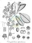 Otonephelium stipulaceum