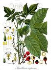 Paullinia cupana