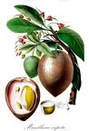 Manilkara zapota