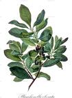 Planchonella obovata