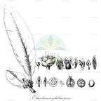 Elaeoluma glabrescens