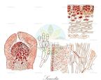 Sarcodia