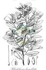 Rhodolaena humblotii