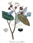 Sarcolaena grandiflora