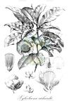 Xyloolaena richardii
