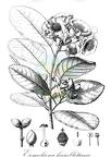 Eremolaena humblotiana