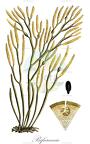 Bifurcaria