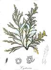 Cystoseira