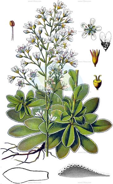 Saxifraga cotyledon
