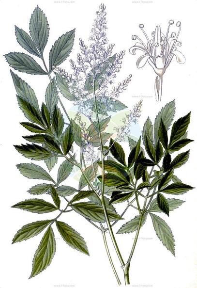 Astilbe japonica