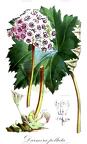 Darmera peltata